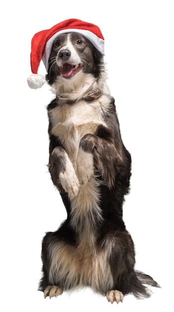 Weihnachten Border Collie Hund in einer roten Weihnachtsmütze auf einem isolierten weißen Hintergrund, Studiolicht