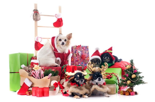 Weihnachten Chihuahua