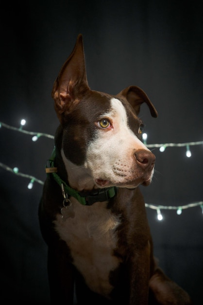 Foto weihnachten pitbull schwarzer hintergrund