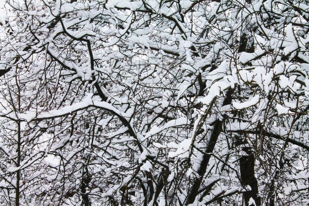 Weihnachten und Neujahr Der weiche Schnee verband die Äste der Bäume zu einem festen Knoten
