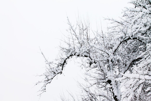 Weihnachten und Neujahr Pfeilzweige in eine Schneedecke gehüllt