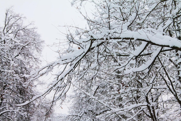 Weihnachten und Neujahr Weicher Schnee erschuf ein märchenhaftes Mysterium mit ineinander verschlungenen Zweigen