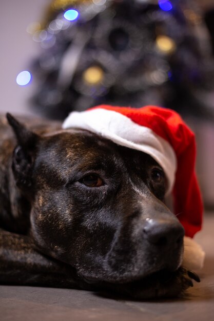 Weihnachten zu Hause mit den Hunden