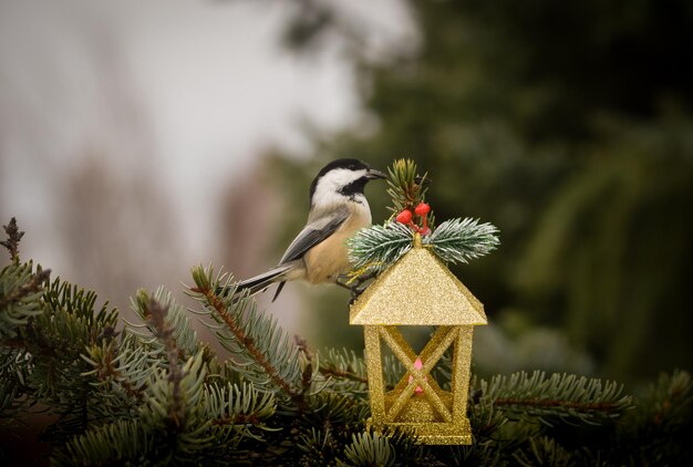 Foto weihnachts-chickadee