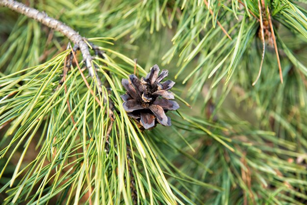 Weihnachts- und Ferienzeit. Kiefer oder Konifere Pflanzennahaufnahme. Immergrüne Kiefer. Junge Kiefernnadeln auf natürlichem Hintergrund. Kiefernzweige mit Kegel.