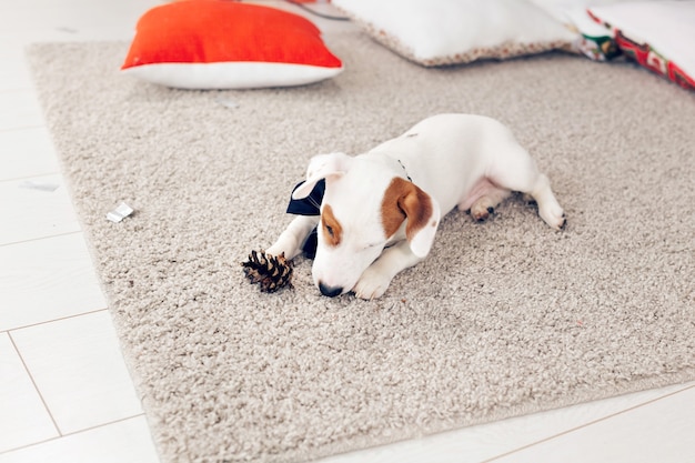 Weihnachts- und Haustierkonzept - Jack-Russell-Terrier-Welpe knabbert an einer Tanne.