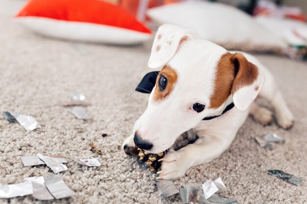 Weihnachts- und Haustierkonzept - Jack-Russell-Terrier-Welpe knabbert an einer Tanne.