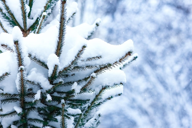 Weihnachtsbäume im Winter auf Natur im Parkhintergrund