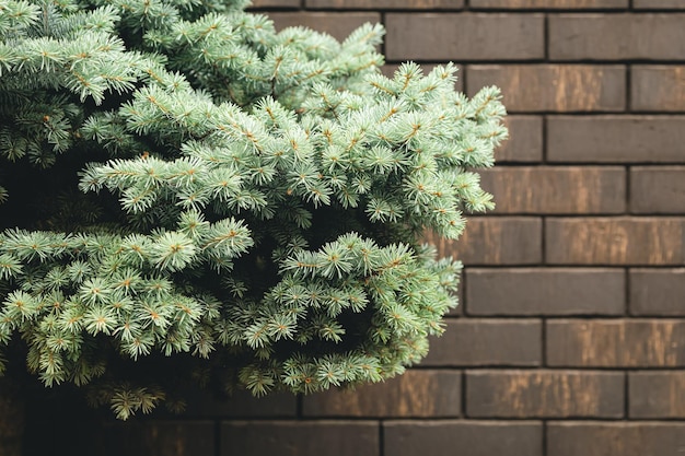 Weihnachtsbaum auf dem Hintergrund eines Backsteinmauer-Nadelbaums für die Fassade des Hauses