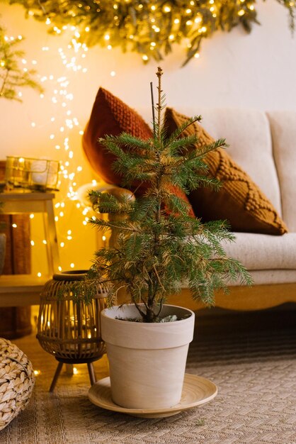 Weihnachtsbaum in einem Keramiktopf im Innenraum des Wohnzimmers für den Feiertag