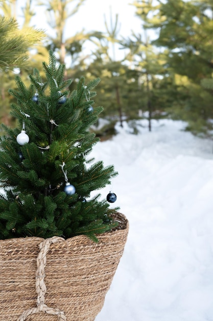 Weihnachtsbaum in einem Korb vor dem Hintergrund des Winterwaldes