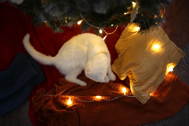 Foto weihnachtsbaum mit girlanden und einer katze im innenraum des hauses das konzept des neuen jahres und weihnachten und haustiere