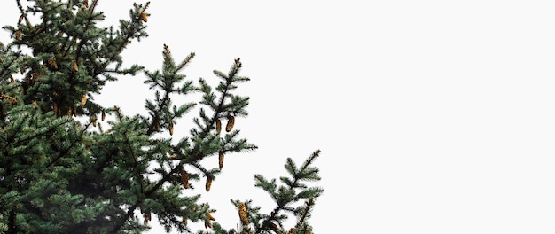 Weihnachtsbaum mit Zapfen auf einem Platz für Ihr Textbanner