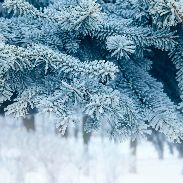 Weihnachtsbaumhintergrund schneebedeckt