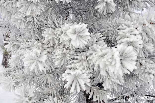 Weihnachtsbaumzweige im Schnee. Winter verschneite Tanne hautnah. Weihnachtskonzept