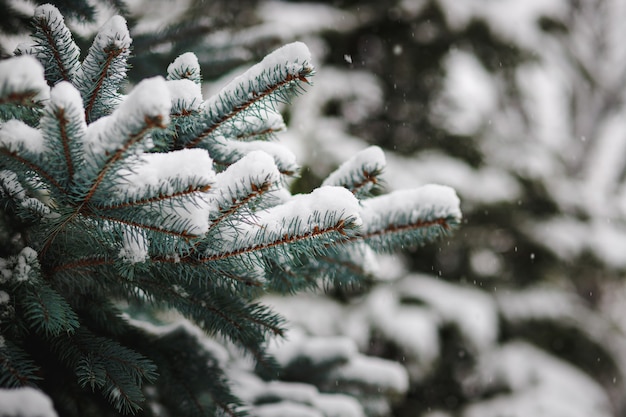 Weihnachtsbaumzweige im Winter mit Schnee bestreut