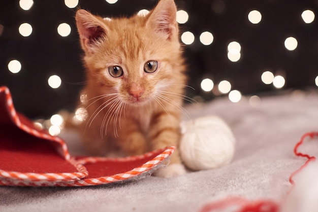 Weihnachtsbild mit einer niedlichen Ingwerkatze von bunten Lichtern auf dem Hintergrund