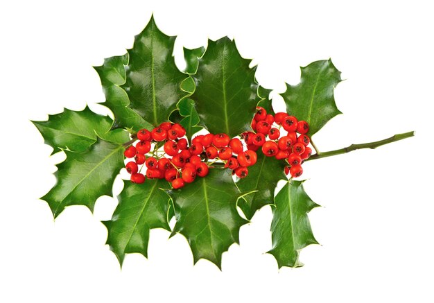 Foto weihnachtsdekorationsstechpalme mit roten beeren