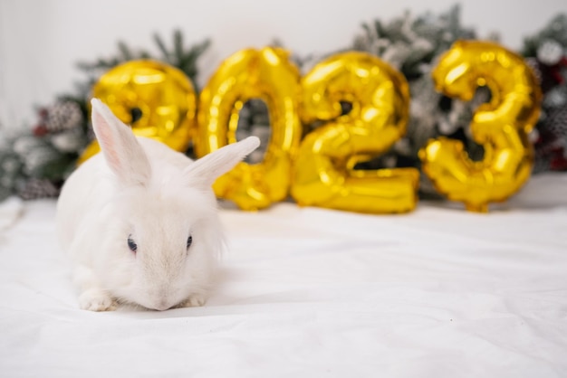 Foto weihnachtshase 2023 kaninchen mit goldenen folienballons nummer 2023 und zweigen des weihnachtsbaums lustiger hase des neuen jahres mit einer lustigen frisur auf einem weihnachtlich festlichen weißen hintergrund