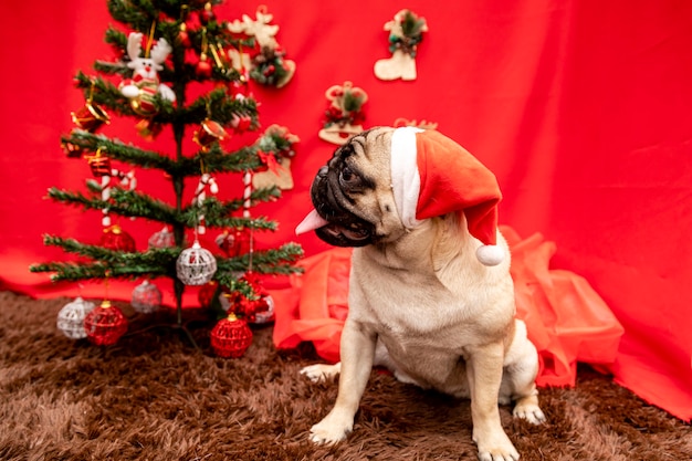 Weihnachtshaustierfotografie mit Mopshund.