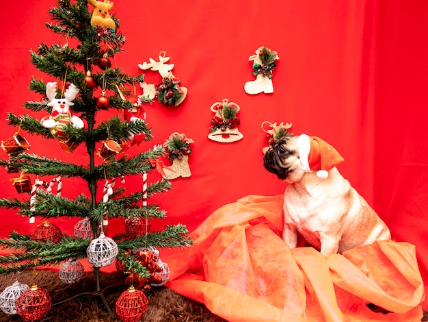 Weihnachtshaustierfotografie mit Mopshund.