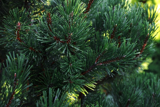 Weihnachtshintergrund mit einer schönen grünen Kiefernnahaufnahme Kopienraum