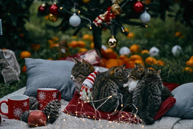 Weihnachtshintergrund mit gemütlichen Kerzen, Orangen und Katzen