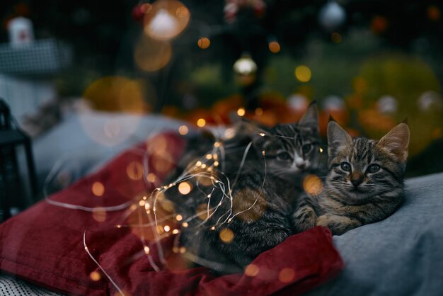 Weihnachtshintergrund mit gemütlichen Kerzen, Orangen und Katzen