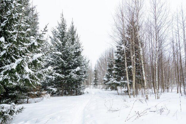 Weihnachtshintergrund mit schneebedeckten Tannen. Schneebedeckte Bäume im Wald. Winterlandschaft.