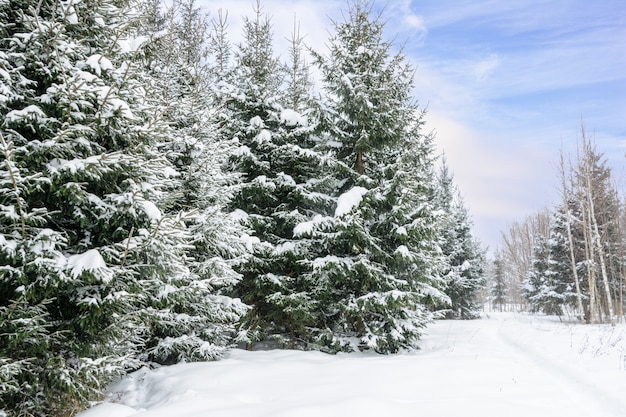 Weihnachtshintergrund mit schneebedeckten Tannen. Schneebedeckte Bäume im Winterwald. Winterlandschaft.