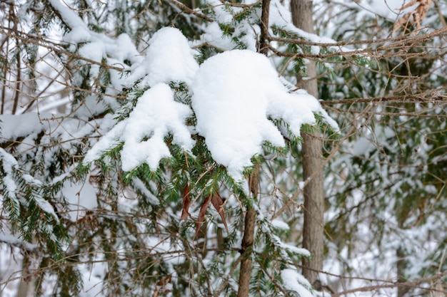 Weihnachtshintergrund mit schneebedeckten Zweigen der Tannen. Schneebedeckte Bäume im Winterwald. Winterlandschaft.