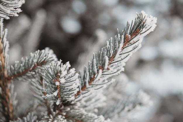 Weihnachtshintergrund mit Tannenzweigen Winterwaldhintergrund kalte Jahreszeit in Sibirien