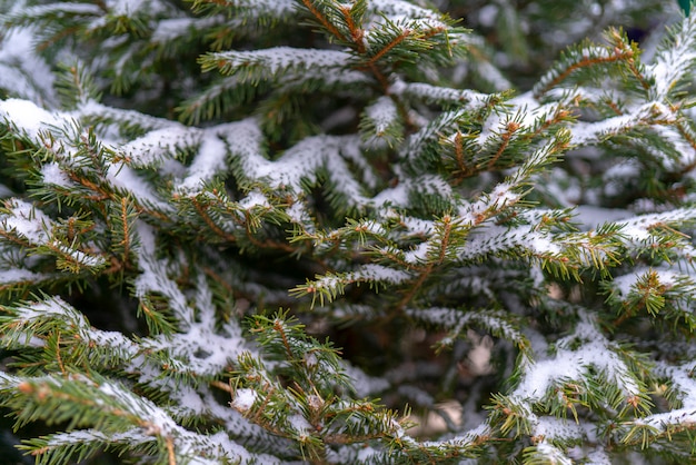 Weihnachtshintergrund - Niederlassungen, Spielwaren, Schnee.