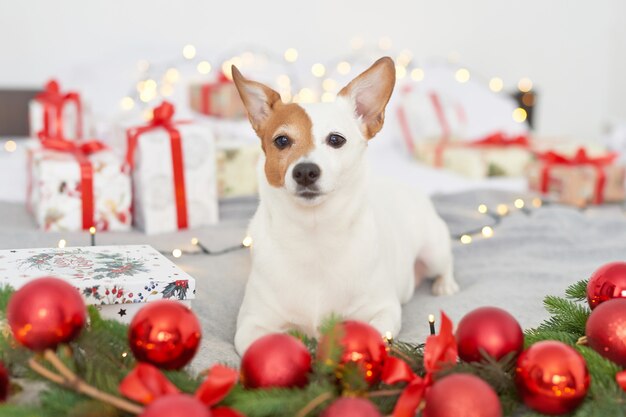 Weihnachtshund Jack Russell auf dem Bett im Dekor des neuen Jahres