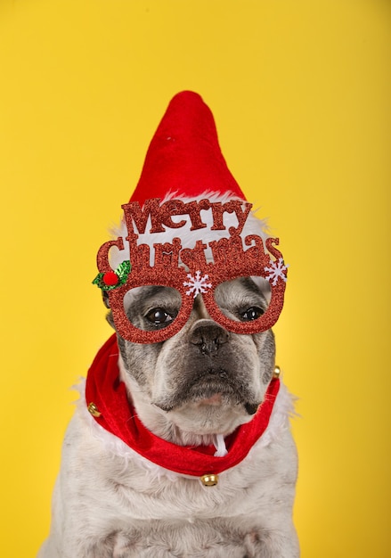 Weihnachtshundeporträt. Französischer Bulldoggenhund mit roter Brille, Weihnachtsmütze und rotem Halsband. Winter, Weihnachten, Haustiere.