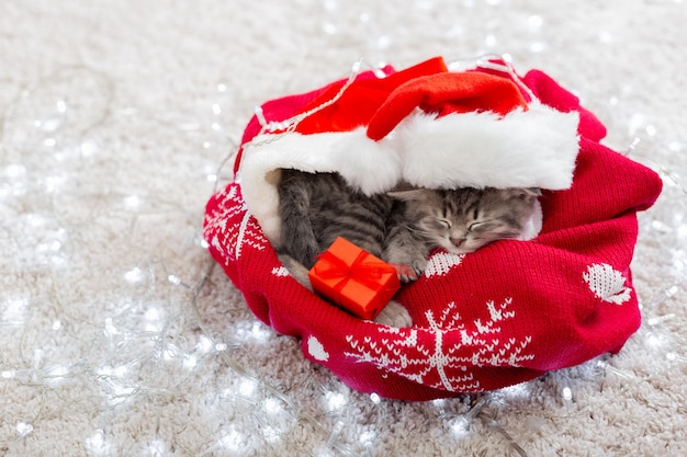 Weihnachtskätzchen, das Weihnachtsmannhut trägt, der zu Hause schläft.