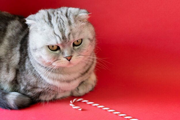 Weihnachtskatze auf einer roten Oberfläche. Scotch Fold süße Katze mit schönen Augen. Schließen Sie oben gestreiftes Haustier, das auf Weihnachten wartet