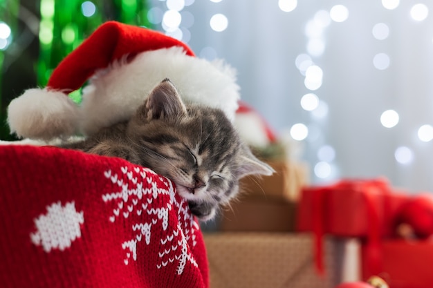 Weihnachtskatze, die im Weihnachtsmannhut schläft