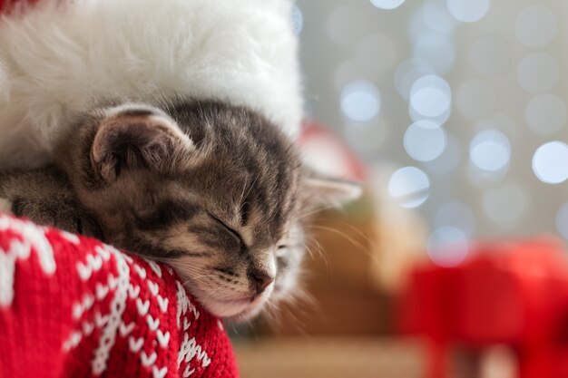 Weihnachtskatze, die Weihnachtsmannmütze trägt, die unter Weihnachtsbaum mit verschwommenem festlichem Dekor schläft