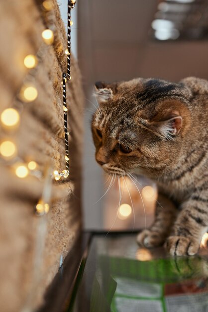 Weihnachtskatze. Gestreiftes Kätzchen des Porträts mit Weihnachtslichtgirlande auf festlichem rotem Hintergrund.