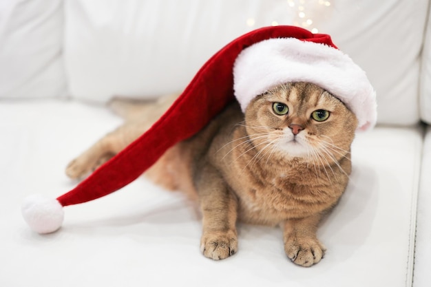 Foto weihnachtskatze in rotem weihnachtsmütterhut