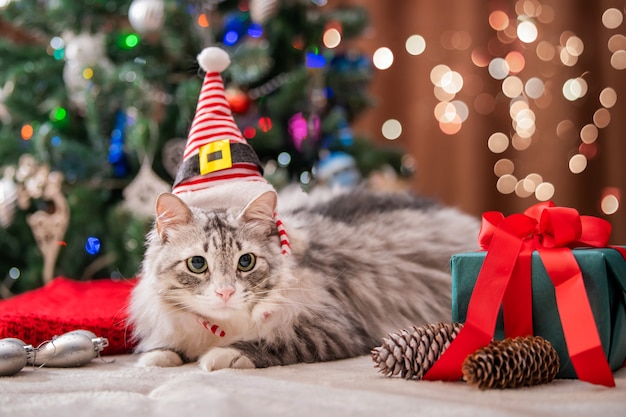 Weihnachtskatze. Porträt einer fetten flauschigen Katze neben einer Geschenkbox auf dem Hintergrund eines Weihnachtsbaums und Lichterketten.