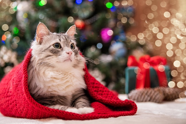 Weihnachtskatze. Porträt einer fetten flauschigen Katze neben einer Geschenkbox auf dem Hintergrund eines Weihnachtsbaums und Lichterketten.