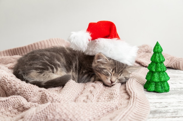 Weihnachtskatzenkätzchen im Weihnachtsmann-Hut, der nahe Weihnachtsbaumminiatur schläft. Neujahr grau getigerte Kätzchen Katze schläft auf rosa Plaid.