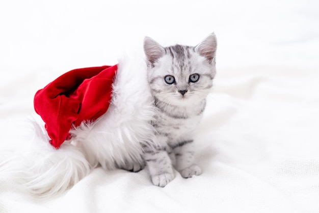 Weihnachtskatzenkarte kleines neugieriges lustiges gestreiftes schottisches Faltkätzchen in weihnachtlicher roter Weihnachtsmütze auf