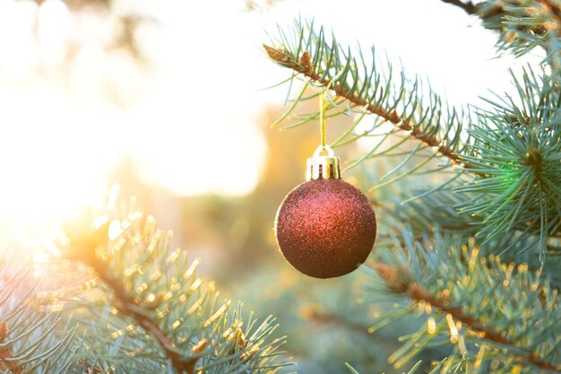 Weihnachtskugel auf einer Kiefer draußen bei sonnigem Wetter. Platz kopieren