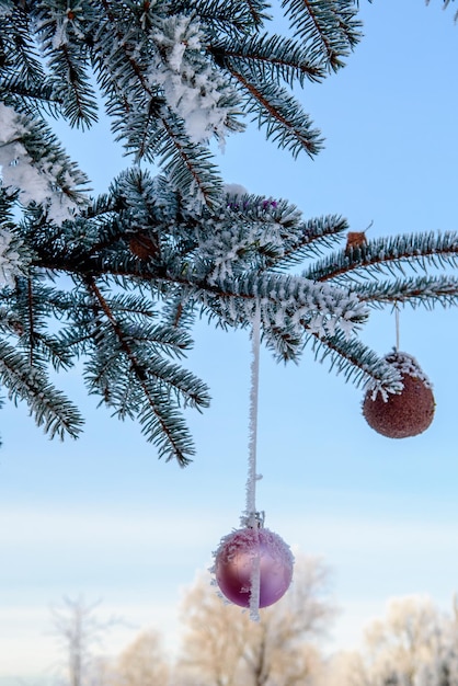 Weihnachtskugeln auf einem schneebedeckten Ast. Rosa Spielzeug auf einem Tannenbaum mit Frost. Selektiver Fokus.