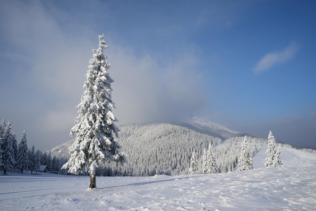 Weihnachtslandschaft mit Fichte in den Bergen