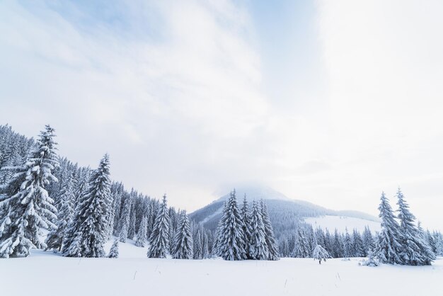 Weihnachtslandschaft mit Fichte in den Bergen