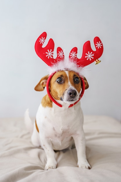 Weihnachtsporträt der Jack Russell im Anzug Rentier.